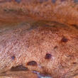 klouzek žíhaný (Suillus collinitus)