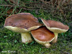 klouzek žíhaný (Suillus collinitus)