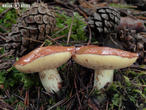klouzek zrnitý (Suillus granulatus)