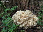 kotrč kadeřavý (Sparassis crispa)
