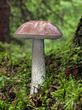 kozák březový (Leccinum scabrum)