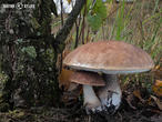 kozák březový (Leccinum scabrum)