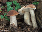 kozák březový (Leccinum scabrum)