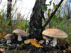 kozák březový (Leccinum scabrum)