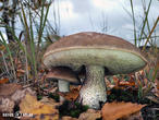 kozák březový (Leccinum scabrum)
