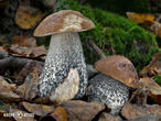 kozák březový (Leccinum scabrum)