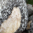 kozák březový (Leccinum scabrum)