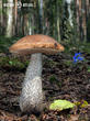 kozák březový (Leccinum scabrum)