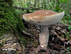 kozák topolový (Leccinum duriusculum)