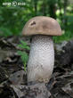 kozák topolový (Leccinum duriusculum)