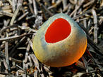 krasočíška žlutá (Caloscypha fulgens)