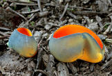 krasočíška žlutá (Caloscypha fulgens)