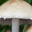 křehutka Candolleova (Psathyrella candolleana)