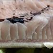 křehutka Candolleova (Psathyrella candolleana)