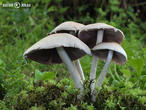 křehutka Candolleova (Psathyrella candolleana)