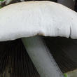 křehutka Candolleova (Psathyrella candolleana)