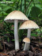 křehutka Candolleova (Psathyrella candolleana)