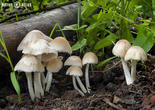 křehutka Candolleova (Psathyrella candolleana)