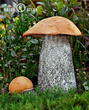 křemenáč březový (Leccinum versipelle)