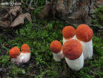 křemenáč osikový (Leccinum rufum)
