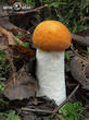 křemenáč osikový (Leccinum rufum)