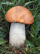 křemenáč osikový (Leccinum rufum)
