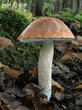 křemenáč osikový (Leccinum rufum)
