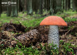 křemenáč smrkový (Leccinum piceinum)