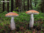 křemenáč smrkový (Leccinum piceinum)