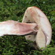 křemenáč smrkový (Leccinum piceinum)