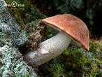 křemenáč smrkový (Leccinum piceinum)