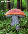 křemenáč smrkový (Leccinum piceinum)