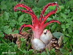 květnatec Archerův (Clathrus archeri)