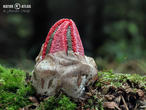 květnatec Archerův (Clathrus archeri)
