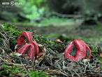 květnatec Archerův (Clathrus archeri)