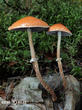 límcovka šupinatá plavá (Leratiomyces squamosus var. thraustus)