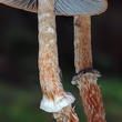 límcovka šupinatá plavá (Leratiomyces squamosus var. thraustus)