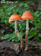 límcovka šupinatá plavá (Leratiomyces squamosus var. thraustus)