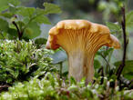 liška obecná (Cantharellus cibarius)