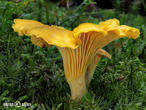liška obecná (Cantharellus cibarius)