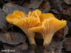 liška obecná (Cantharellus cibarius)