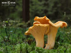 liška obecná (Cantharellus cibarius)