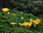 liška obecná (Cantharellus cibarius)