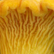 liška obecná (Cantharellus cibarius)