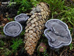 lošáček černý (Phellodon niger)