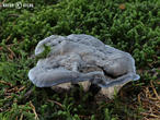 lošáček černý (Phellodon niger)