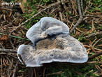 lošáček černý (Phellodon niger)