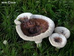 lošáček číškovitý (Phellodon tomentosus)