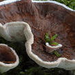 lošáček číškovitý (Phellodon tomentosus)