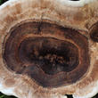 lošáček číškovitý (Phellodon tomentosus)